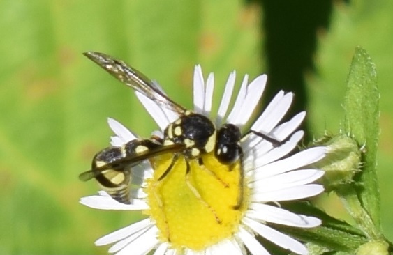 Vespidae Eumeninae? da ID